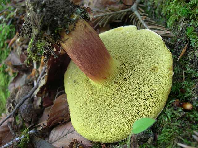 I funghi della foresta di Thann